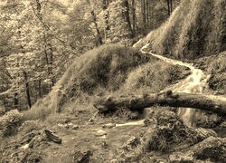 Szary + Sepia