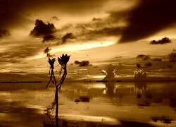 Sepia
