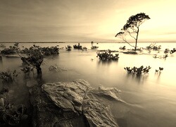 Sepia