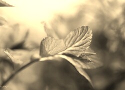 Szary + Sepia