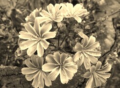 Szary + Sepia