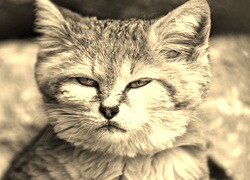 Szary + Sepia