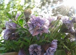 Oryginalny obrazek