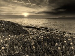 Sepia