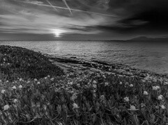 Szary