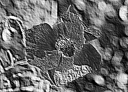 Skamielina