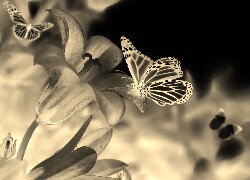 Sepia + Negatyw