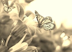 Szary + Sepia