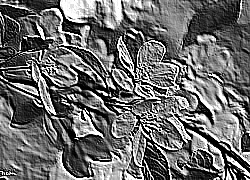 Skamielina