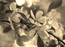 Szary + Sepia