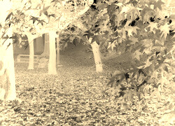 Sepia + Negatyw