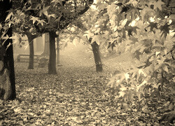Szary + Sepia