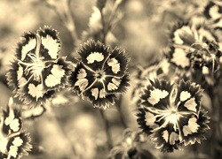 Szary + Sepia