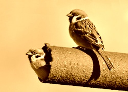 Sepia