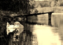 Szary + Sepia