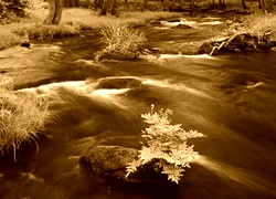 Sepia