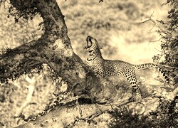 Szary + Sepia
