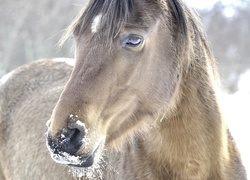 Oryginalny obrazek