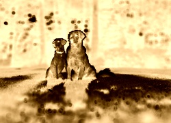 Sepia + Negatyw