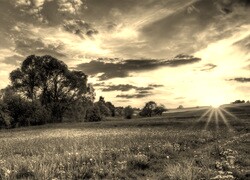 Sepia