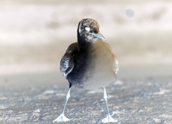 Negatyw