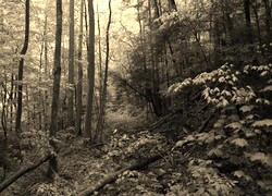 Szary + Sepia