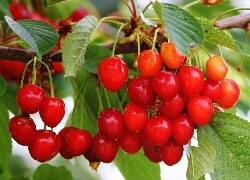 Oryginalny obrazek