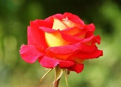 Oryginalny obrazek