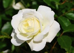 Oryginalny obrazek