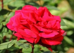 Oryginalny obrazek