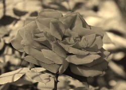 Szary + Sepia