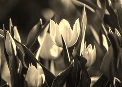Szary + Sepia