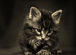 Sepia