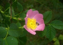 Oryginalny obrazek