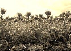 Szary + Sepia