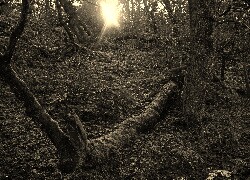 Sepia