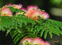 Oryginalny obrazek