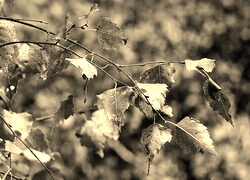 Szary + Sepia
