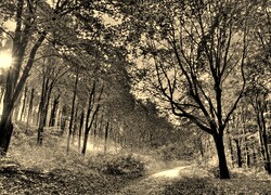 Sepia