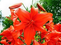 Oryginalny obrazek
