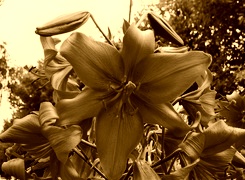 Sepia