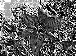 Skamielina