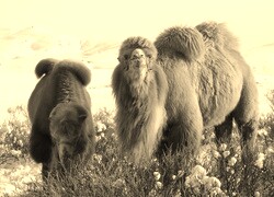 Szary + Sepia