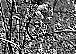Skamielina