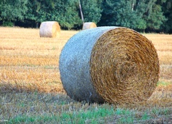 Oryginalny obrazek