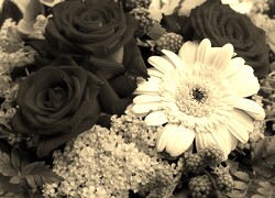 Szary + Sepia