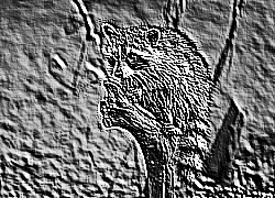 Skamielina