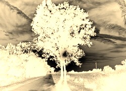 Sepia + Negatyw