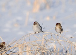 Oryginalny obrazek