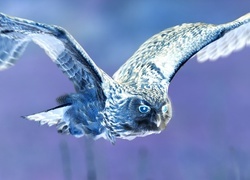Negatyw